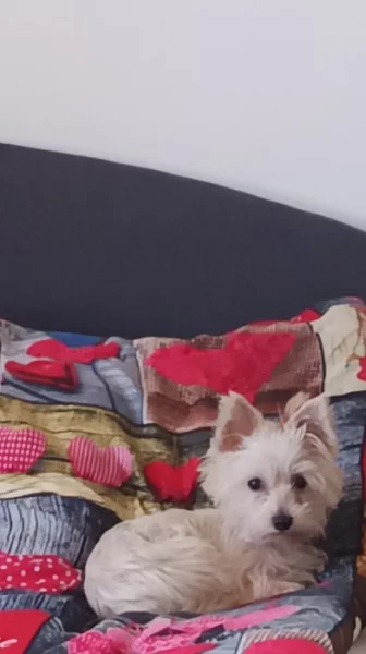 Lilinka jorkšírský teriér půl roku