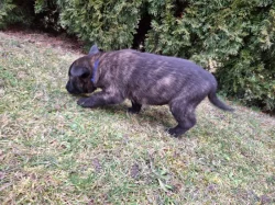 Holandský ovčák s PP, krátkosrstý