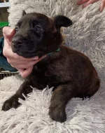 Holandský ovčák s PP, krátkosrstý