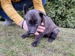 Holandský ovčák s PP, krátkosrstý