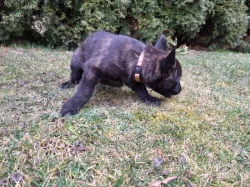 Holandský ovčák s PP, krátkosrstý