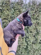 Holandský ovčák s PP, krátkosrstý