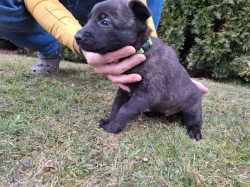 Holandský ovčák s PP, krátkosrstý