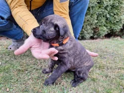 Holandský ovčák s PP, krátkosrstý