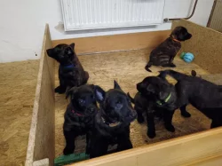 Holandský ovčák s PP, krátkosrstý