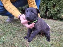 Holandský ovčák s PP, krátkosrstý