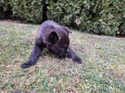 Holandský ovčák s PP, krátkosrstý