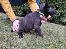 Holandský ovčák s PP, krátkosrstý