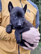 Holandský ovčák s PP, krátkosrstý