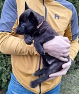 Holandský ovčák s PP, krátkosrstý