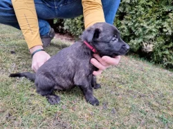 Holandský ovčák s PP, krátkosrstý