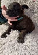 Holandský ovčák s PP, krátkosrstý