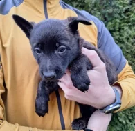 Holandský ovčák s PP, krátkosrstý