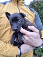 Holandský ovčák s PP, krátkosrstý