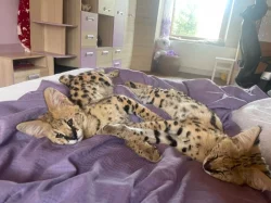 Serval