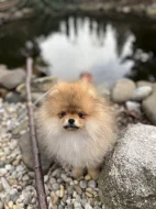 Pomeranian s PP
