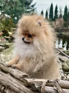 Pomeranian s PP
