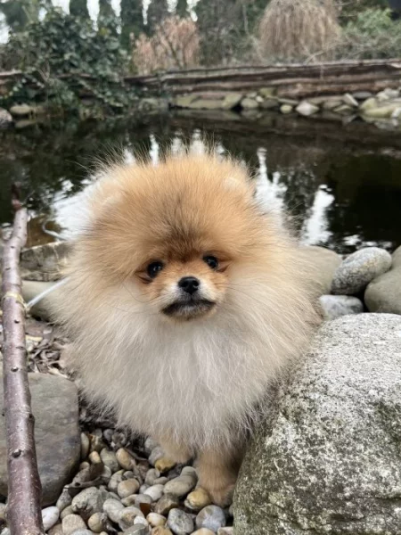 Pomeranian s PP