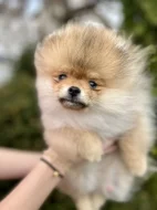 Pomeranian s PP