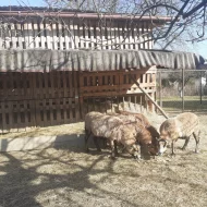 Ovce Kamerunské