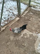 Zakrslý kohoutek