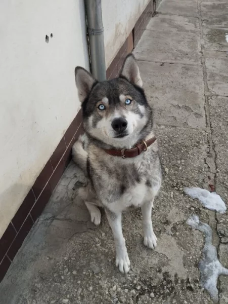 Husky ke krytí
