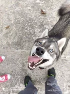 Husky ke krytí