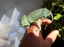 Prodám Chameleon jemenský - Chameleo calyptratus
