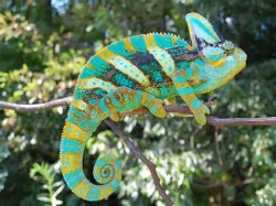 Prodám Chameleon jemenský - Chameleo calyptratus