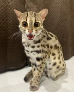 ocelot kotě k dispozici