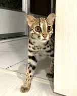 ocelot kotě k dispozici
