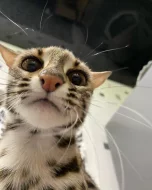ocelot kotě k dispozici
