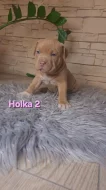 American Bully standard