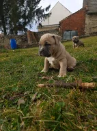 American Bully standard