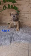American Bully standard