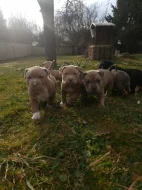 American Bully standard