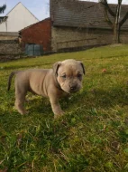 American Bully standard