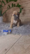 American Bully standard