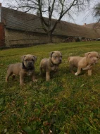 American Bully standard