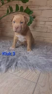 American Bully standard