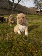 American Bully standard