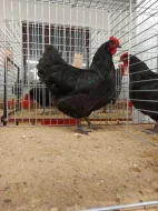 Násadová vejce Australky velké černé