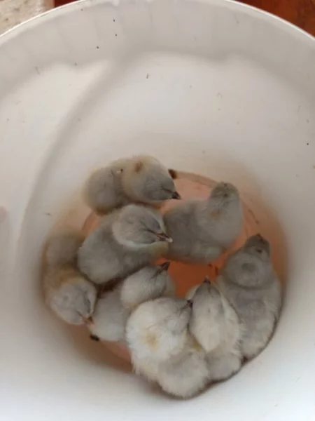 Kuřata Australky velké splesh