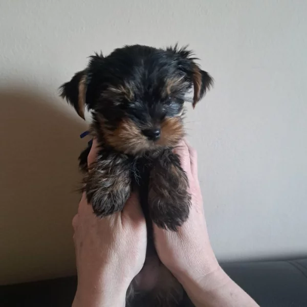 Štěně jorkširského terieru