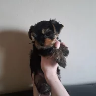 Štěně jorkširského terieru