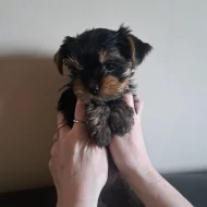 Štěně jorkširského terieru