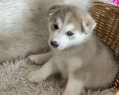 Štěňátka sibiřský husky