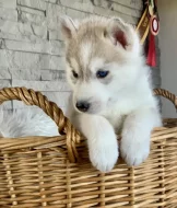 Štěňátka sibiřský husky