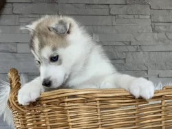 Štěňátka sibiřský husky