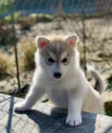Štěňátka sibiřský husky